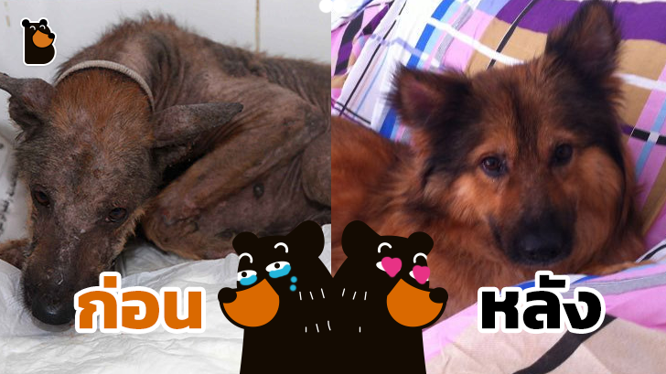 ความรักคือทุกสิ่ง... เปลี่ยนจากสุนัขข้างถนนในสภาพย่ำแย่ ให้กลายเป็นน้องหมาสุดน่ารัก