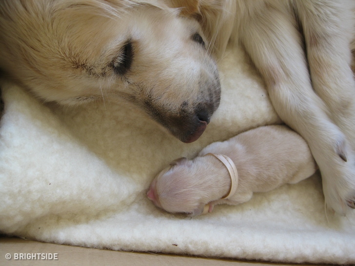 22 ภาพสัตว์โลกน่ารักที่มีความเป็นแม่ ตั้งท้องอ้วนตุ้ยนุ้ย ก่อนให้กำเนิดลูกน้อย 22 ภาพสัตว์โลกน่ารักที่มีความเป็นแม่ ตั้งท้องอ้วนตุ้ยนุ้ย ก่อนให้กำเนิดลูกน้อย