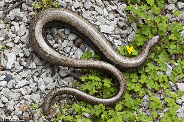 22 ภาพสัตว์โลกน่ารักที่มีความเป็นแม่ ตั้งท้องอ้วนตุ้ยนุ้ย ก่อนให้กำเนิดลูกน้อย 22 ภาพสัตว์โลกน่ารักที่มีความเป็นแม่ ตั้งท้องอ้วนตุ้ยนุ้ย ก่อนให้กำเนิดลูกน้อย