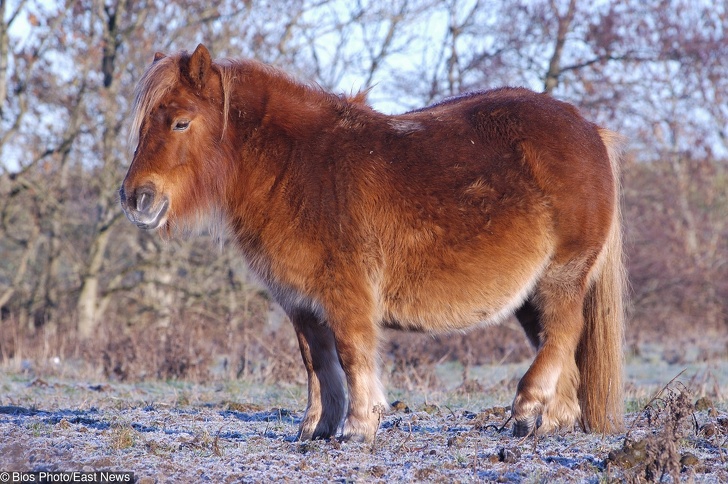 22 ภาพสัตว์โลกน่ารักที่มีความเป็นแม่ ตั้งท้องอ้วนตุ้ยนุ้ย ก่อนให้กำเนิดลูกน้อย 22 ภาพสัตว์โลกน่ารักที่มีความเป็นแม่ ตั้งท้องอ้วนตุ้ยนุ้ย ก่อนให้กำเนิดลูกน้อย