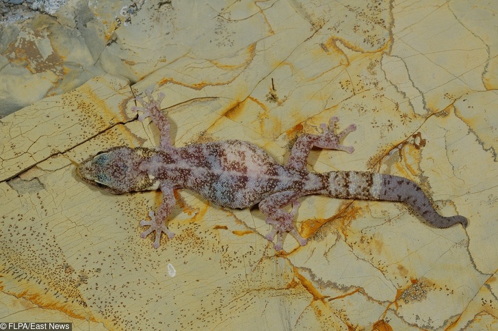 22 ภาพสัตว์โลกน่ารักที่มีความเป็นแม่ ตั้งท้องอ้วนตุ้ยนุ้ย ก่อนให้กำเนิดลูกน้อย 22 ภาพสัตว์โลกน่ารักที่มีความเป็นแม่ ตั้งท้องอ้วนตุ้ยนุ้ย ก่อนให้กำเนิดลูกน้อย