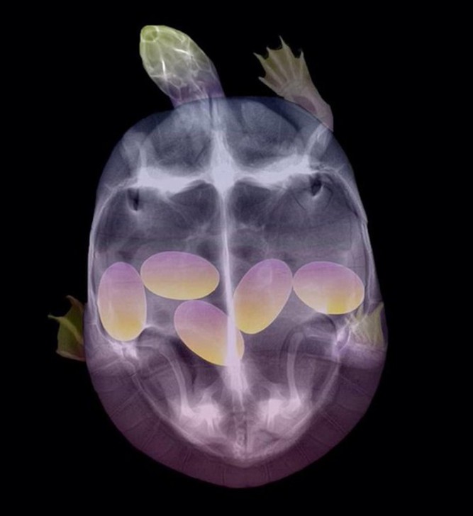 22 ภาพสัตว์โลกน่ารักที่มีความเป็นแม่ ตั้งท้องอ้วนตุ้ยนุ้ย ก่อนให้กำเนิดลูกน้อย