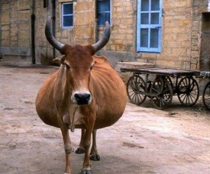 22 ภาพสัตว์โลกน่ารักที่มีความเป็นแม่ ตั้งท้องอ้วนตุ้ยนุ้ย ก่อนให้กำเนิดลูกน้อย 22 ภาพสัตว์โลกน่ารักที่มีความเป็นแม่ ตั้งท้องอ้วนตุ้ยนุ้ย ก่อนให้กำเนิดลูกน้อย