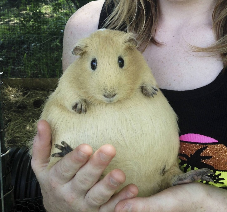 22 ภาพสัตว์โลกน่ารักที่มีความเป็นแม่ ตั้งท้องอ้วนตุ้ยนุ้ย ก่อนให้กำเนิดลูกน้อย 22 ภาพสัตว์โลกน่ารักที่มีความเป็นแม่ ตั้งท้องอ้วนตุ้ยนุ้ย ก่อนให้กำเนิดลูกน้อย