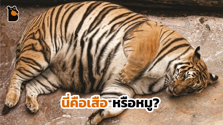 22 ภาพสัตว์โลกน่ารักที่มีความเป็นแม่ ตั้งท้องอ้วนตุ้ยนุ้ย ก่อนให้กำเนิดลูกน้อย