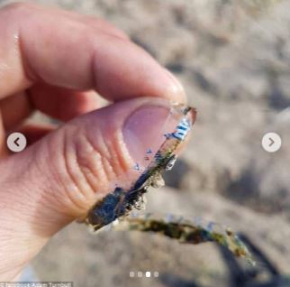 13 ภาพที่แสดงให้เห็นว่า ขยะพลาสติกจากมนุษย์ ทำให้สัตว์ตกอยู่ในอันตราย