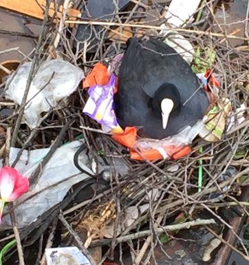 13 ภาพที่แสดงให้เห็นว่า ขยะพลาสติกจากมนุษย์ ทำให้สัตว์ตกอยู่ในอันตราย