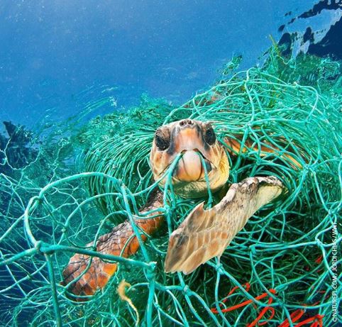 13 ภาพที่แสดงให้เห็นว่า ขยะพลาสติกจากมนุษย์ ทำให้สัตว์ตกอยู่ในอันตราย