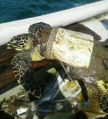 13 ภาพที่แสดงให้เห็นว่า ขยะพลาสติกจากมนุษย์ ทำให้สัตว์ตกอยู่ในอันตราย