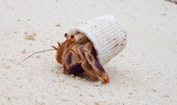 13 ภาพที่แสดงให้เห็นว่า ขยะพลาสติกจากมนุษย์ ทำให้สัตว์ตกอยู่ในอันตราย