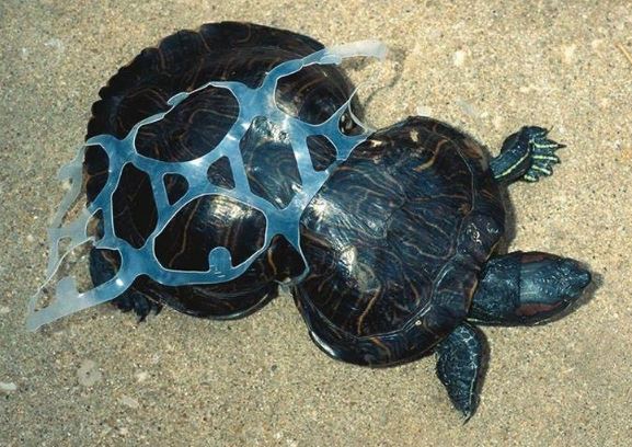 13 ภาพที่แสดงให้เห็นว่า ขยะพลาสติกจากมนุษย์ ทำให้สัตว์ตกอยู่ในอันตราย