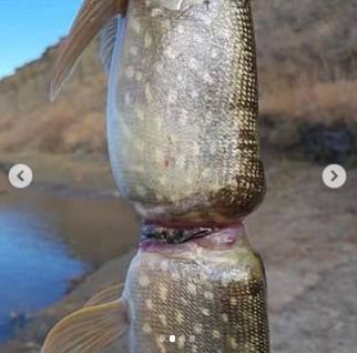 13 ภาพที่แสดงให้เห็นว่า ขยะพลาสติกจากมนุษย์ ทำให้สัตว์ตกอยู่ในอันตราย