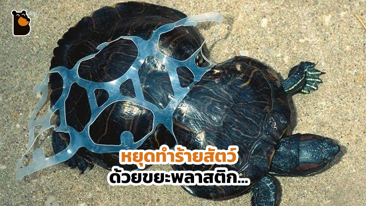 13 ภาพที่แสดงให้เห็นว่า ขยะพลาสติกจากมนุษย์ ทำให้สัตว์ตกอยู่ในอันตราย