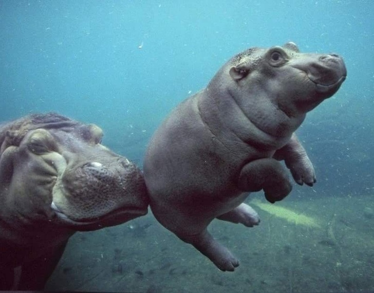 รวม 23 ภาพสัตว์โลกตัวน้อย ที่มีความน่ารักเกินพอดี รวม 23 ภาพสัตว์โลกตัวน้อย ที่มีความน่ารักเกินพอดี