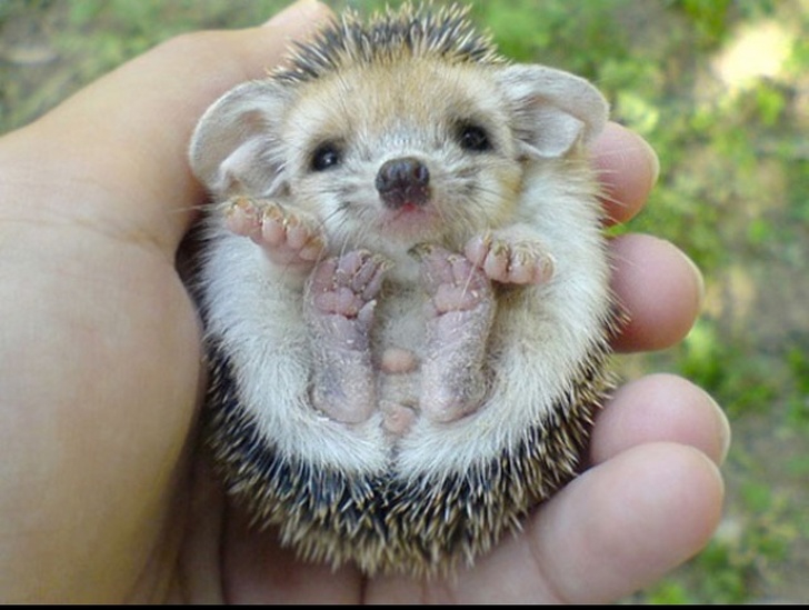 รวม 23 ภาพสัตว์โลกตัวน้อย ที่มีความน่ารักเกินพอดี รวม 23 ภาพสัตว์โลกตัวน้อย ที่มีความน่ารักเกินพอดี