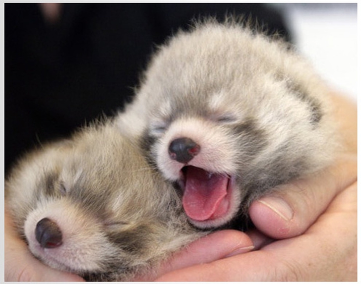 รวม 23 ภาพสัตว์โลกตัวน้อย ที่มีความน่ารักเกินพอดี รวม 23 ภาพสัตว์โลกตัวน้อย ที่มีความน่ารักเกินพอดี