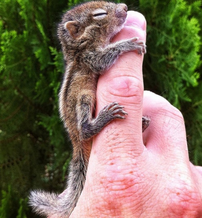 รวม 23 ภาพสัตว์โลกตัวน้อย ที่มีความน่ารักเกินพอดี