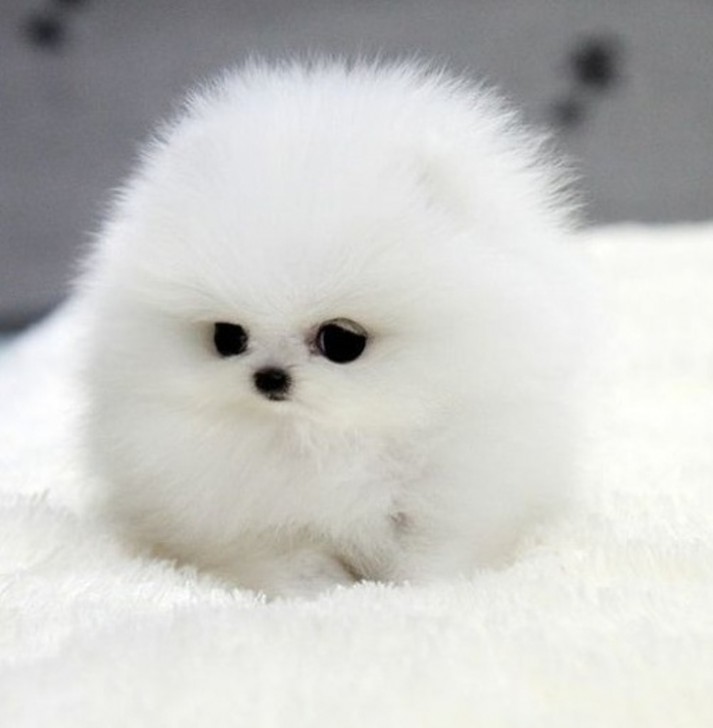 รวม 23 ภาพสัตว์โลกตัวน้อย ที่มีความน่ารักเกินพอดี