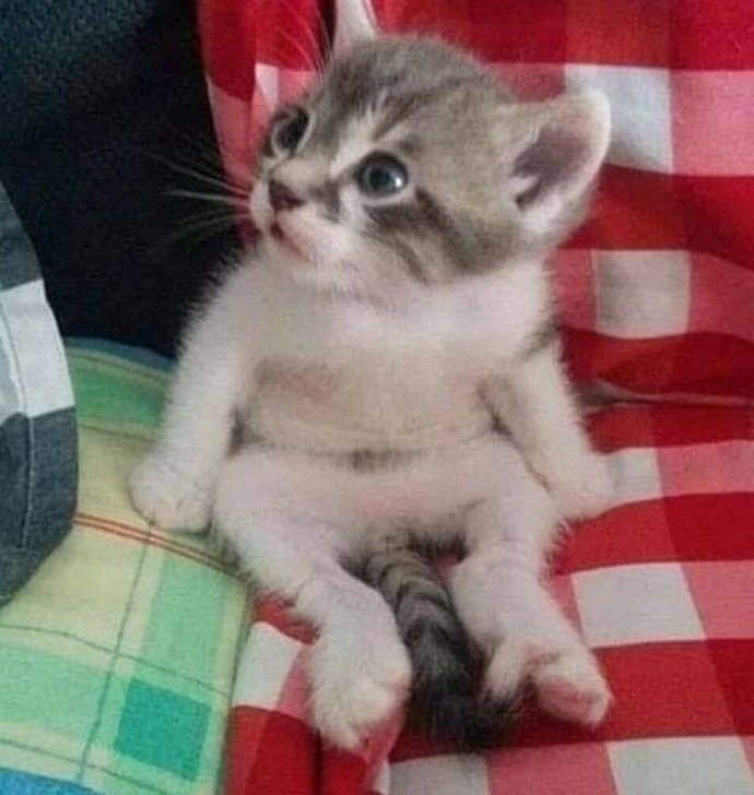 รวม 23 ภาพสัตว์โลกตัวน้อย ที่มีความน่ารักเกินพอดี