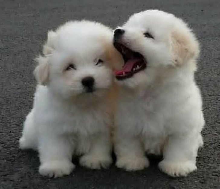 รวม 23 ภาพสัตว์โลกตัวน้อย ที่มีความน่ารักเกินพอดี รวม 23 ภาพสัตว์โลกตัวน้อย ที่มีความน่ารักเกินพอดี