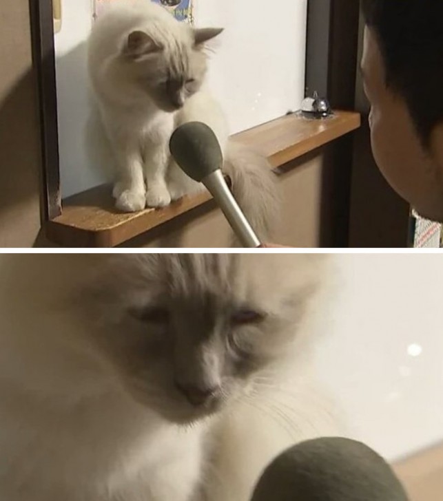 หยุดต่อเลยได้ไหม อย่าเพิ่งปล่อยให้ฉันไป... รวม 14 ภาพหมาแมว ที่ถ่ายทอดอารมณ์ได้ดีมากๆ