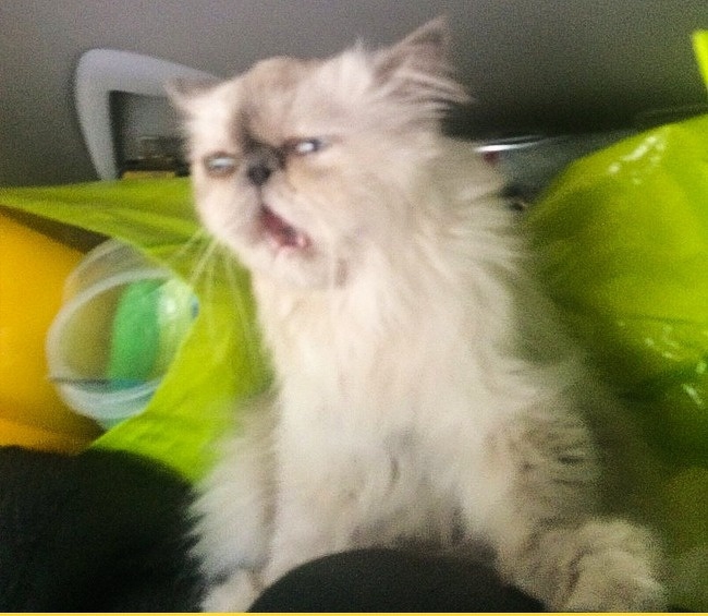 หยุดต่อเลยได้ไหม อย่าเพิ่งปล่อยให้ฉันไป... รวม 14 ภาพหมาแมว ที่ถ่ายทอดอารมณ์ได้ดีมากๆ