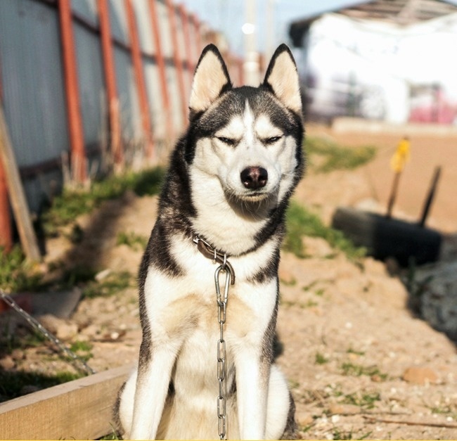 หยุดต่อเลยได้ไหม อย่าเพิ่งปล่อยให้ฉันไป... รวม 14 ภาพหมาแมว ที่ถ่ายทอดอารมณ์ได้ดีมากๆ