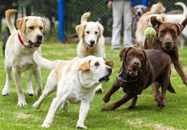 หยุดต่อเลยได้ไหม อย่าเพิ่งปล่อยให้ฉันไป... รวม 14 ภาพหมาแมว ที่ถ่ายทอดอารมณ์ได้ดีมากๆ