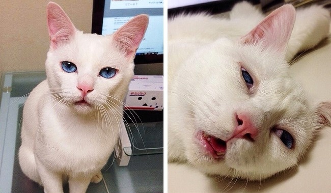 หยุดต่อเลยได้ไหม อย่าเพิ่งปล่อยให้ฉันไป... รวม 14 ภาพหมาแมว ที่ถ่ายทอดอารมณ์ได้ดีมากๆ