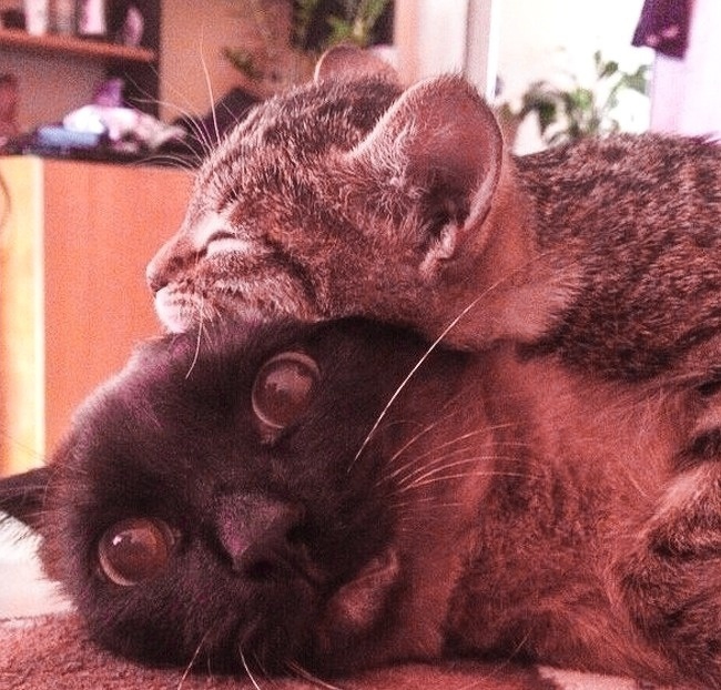 หยุดต่อเลยได้ไหม อย่าเพิ่งปล่อยให้ฉันไป... รวม 14 ภาพหมาแมว ที่ถ่ายทอดอารมณ์ได้ดีมากๆ