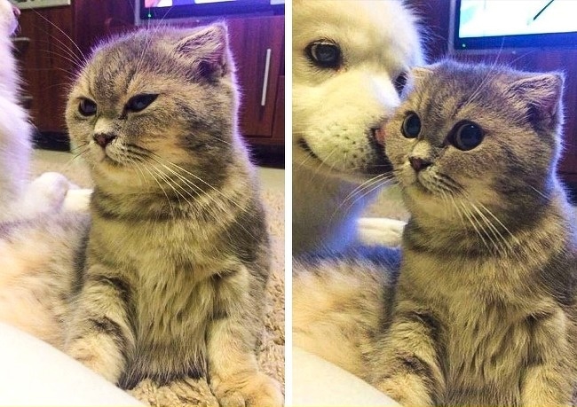 หยุดต่อเลยได้ไหม อย่าเพิ่งปล่อยให้ฉันไป... รวม 14 ภาพหมาแมว ที่ถ่ายทอดอารมณ์ได้ดีมากๆ