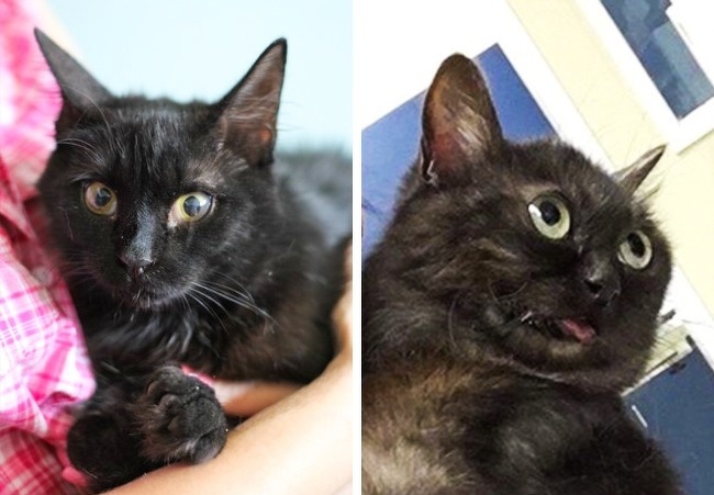 หยุดต่อเลยได้ไหม อย่าเพิ่งปล่อยให้ฉันไป... รวม 14 ภาพหมาแมว ที่ถ่ายทอดอารมณ์ได้ดีมากๆ