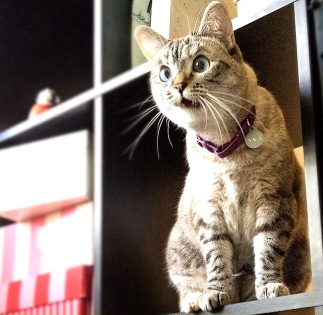 หยุดต่อเลยได้ไหม อย่าเพิ่งปล่อยให้ฉันไป... รวม 14 ภาพหมาแมว ที่ถ่ายทอดอารมณ์ได้ดีมากๆ