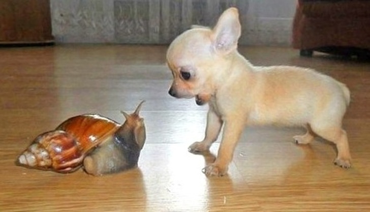 หยุดต่อเลยได้ไหม อย่าเพิ่งปล่อยให้ฉันไป... รวม 14 ภาพหมาแมว ที่ถ่ายทอดอารมณ์ได้ดีมากๆ