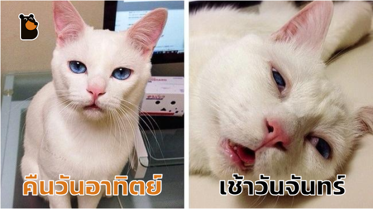 หยุดต่อเลยได้ไหม อย่าเพิ่งปล่อยให้ฉันไป... รวม 14 ภาพหมาแมว ที่ถ่ายทอดอารมณ์ได้ดีมากๆ