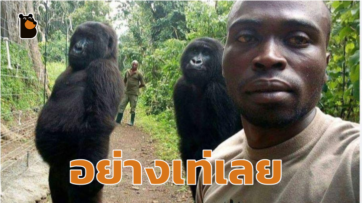 กอริลลา ถ่ายเซลฟี่คู่กับเจ้าหน้าที่พิทักษ์อุทยาน บอกเลยว่าอย่างฟิน