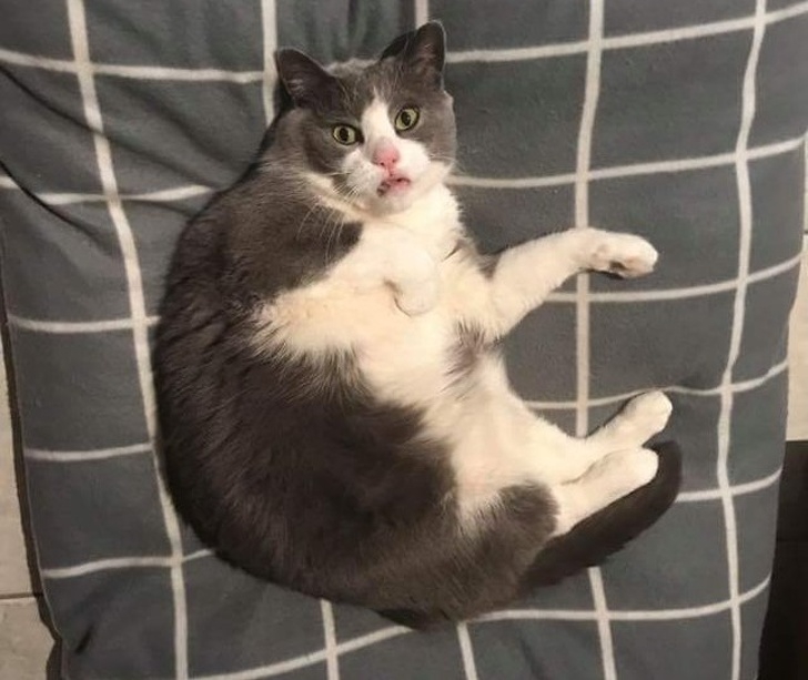 แมวเป็นสัตว์ที่ตลก... รวม 22 ภาพฮาๆ ของน้องเหมียวที่ทาสแมวอย่างเราไม่ควรพลาด