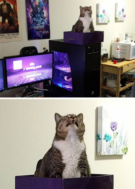 แมวเป็นสัตว์ที่ตลก... รวม 22 ภาพฮาๆ ของน้องเหมียวที่ทาสแมวอย่างเราไม่ควรพลาด