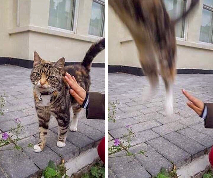 แมวเป็นสัตว์ที่ตลก... รวม 22 ภาพฮาๆ ของน้องเหมียวที่ทาสแมวอย่างเราไม่ควรพลาด