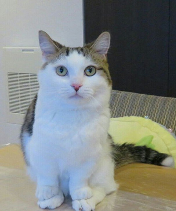 แมวเป็นสัตว์ที่ตลก... รวม 22 ภาพฮาๆ ของน้องเหมียวที่ทาสแมวอย่างเราไม่ควรพลาด