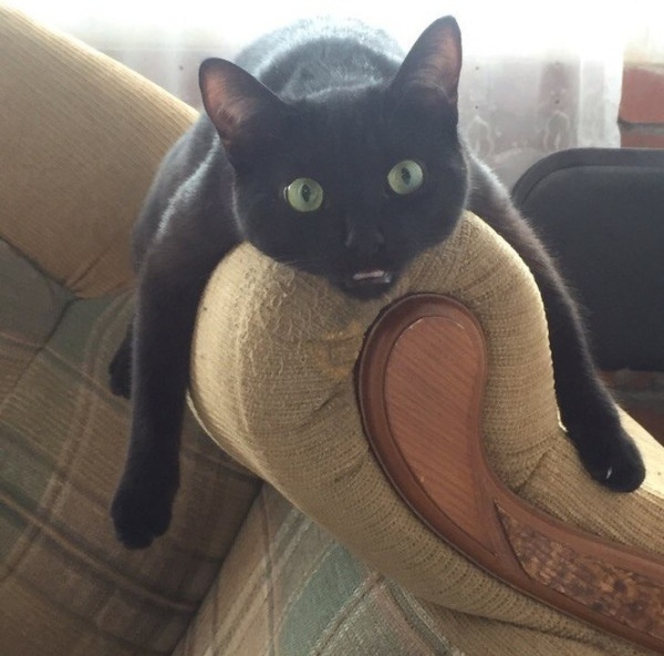 แมวเป็นสัตว์ที่ตลก... รวม 22 ภาพฮาๆ ของน้องเหมียวที่ทาสแมวอย่างเราไม่ควรพลาด