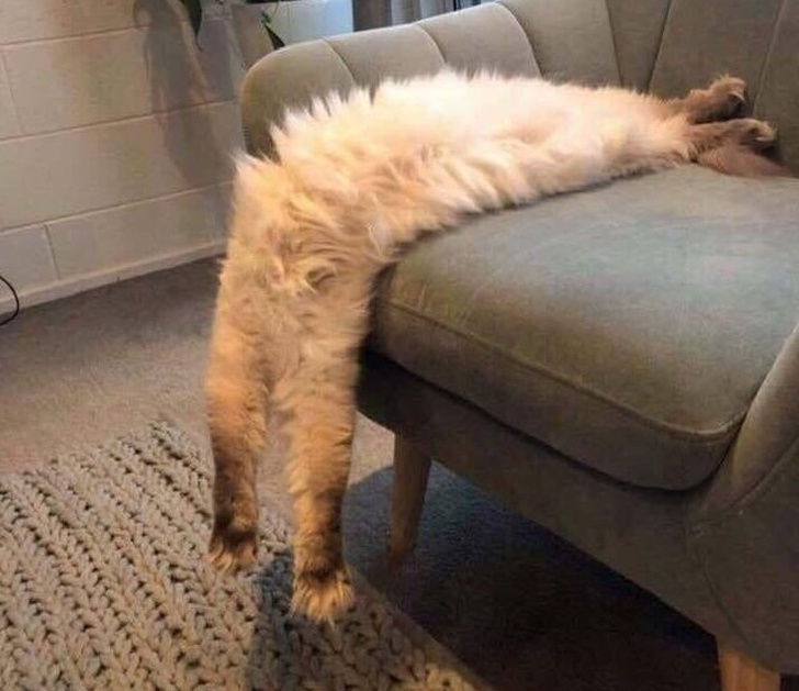 แมวเป็นสัตว์ที่ตลก... รวม 22 ภาพฮาๆ ของน้องเหมียวที่ทาสแมวอย่างเราไม่ควรพลาด