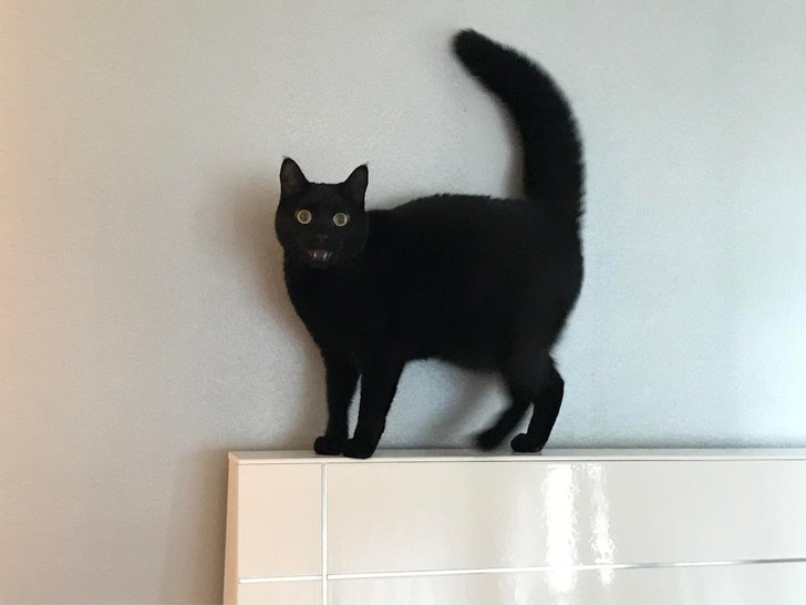 แมวเป็นสัตว์ที่ตลก... รวม 22 ภาพฮาๆ ของน้องเหมียวที่ทาสแมวอย่างเราไม่ควรพลาด