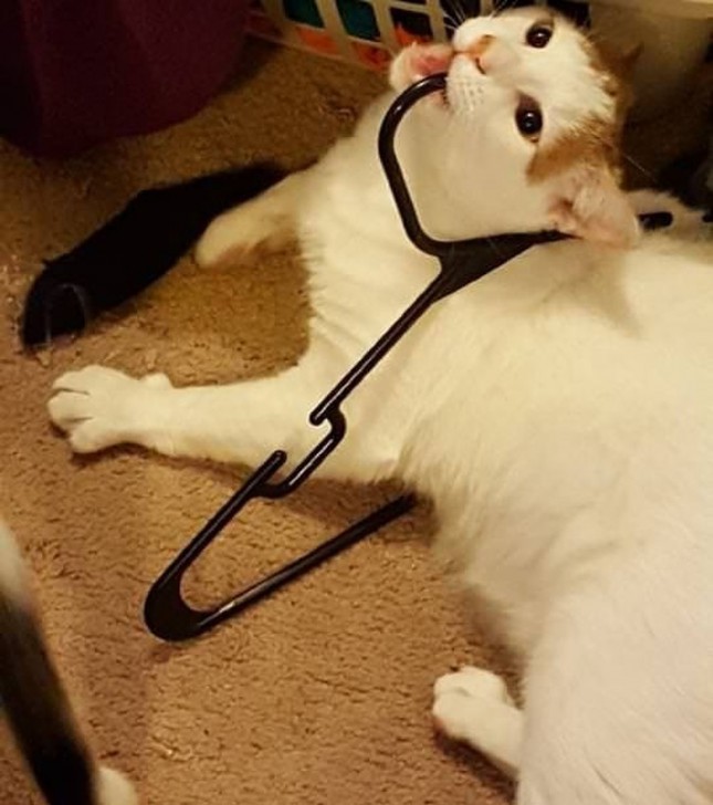 แมวเป็นสัตว์ที่ตลก... รวม 22 ภาพฮาๆ ของน้องเหมียวที่ทาสแมวอย่างเราไม่ควรพลาด