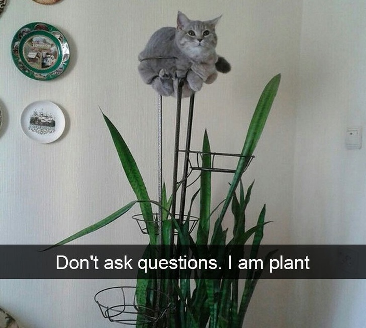 แมวเป็นสัตว์ที่ตลก... รวม 22 ภาพฮาๆ ของน้องเหมียวที่ทาสแมวอย่างเราไม่ควรพลาด