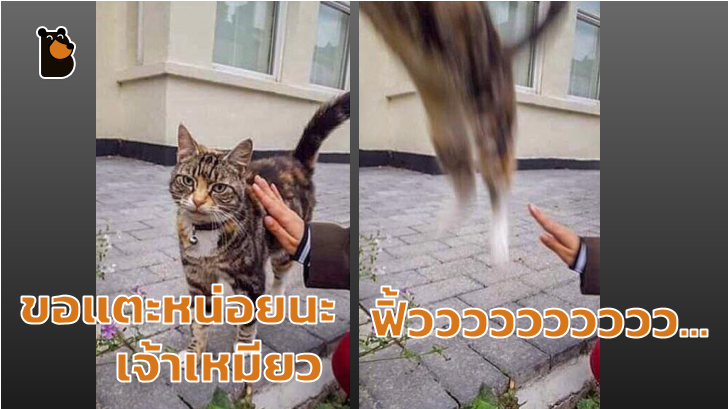 แมวเป็นสัตว์ที่ตลก... รวม 22 ภาพฮาๆ ของน้องเหมียวที่ทาสแมวอย่างเราไม่ควรพลาด