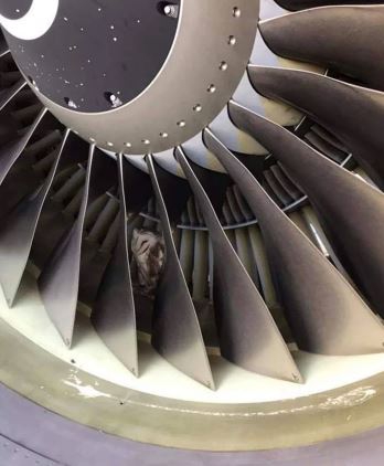 เกือบเป็นนกย่างแล้วไหมหล่ะ... เจ้าหน้าที่สายการบินเจอนกเค้าแมว แอบนอนในเครื่องยนต์เจ็ท เกือบเป็นนกย่างแล้วไหมหล่ะ... เจ้าหน้าที่สายการบินเจอนกเค้าแมว แอบนอนในเครื่องยนต์เจ็ท