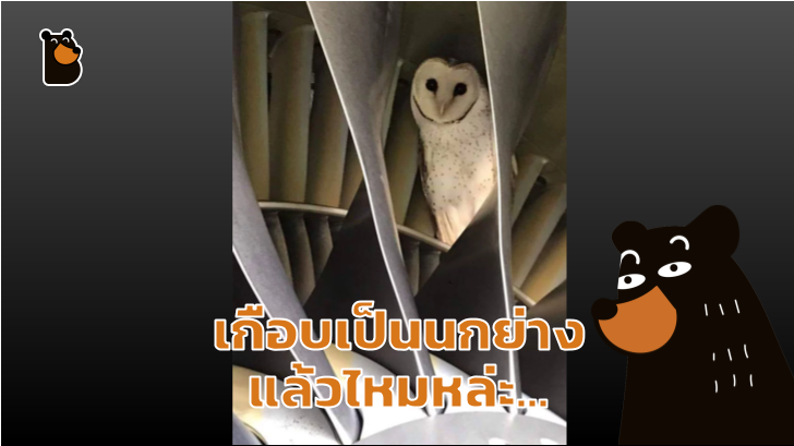 เกือบเป็นนกย่างแล้วไหมหล่ะ... เจ้าหน้าที่สายการบินเจอนกเค้าแมว แอบนอนในเครื่องยนต์เจ็ท