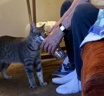 รวม 30 ภาพน่ารักๆ ระหว่างพ่อแมวที่เป็นมนุษย์ และเจ้าลูกน้อยขนยาวของพวกเขา รวม 30 ภาพน่ารักๆ ระหว่างพ่อแมวที่เป็นมนุษย์ และเจ้าลูกน้อยขนยาวของพวกเขา