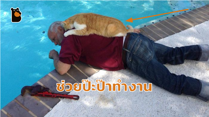 รวม 30 ภาพน่ารักๆ ระหว่างพ่อแมวที่เป็นมนุษย์ และเจ้าลูกน้อยขนยาวของพวกเขา